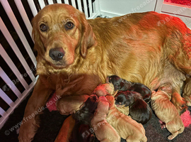 Miniature golden retrievers( Dakota sport retrievers)