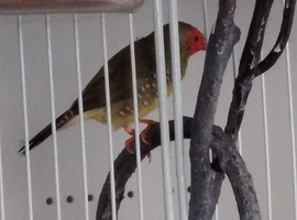 Rollers and waterslagers canaries.