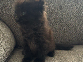 1 male Kitten left