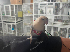 Super tame baby lovebirds