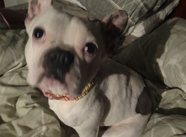 French bulldog