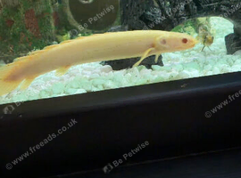 Albino sengal