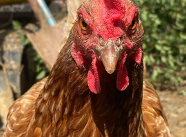 Perfect starter flock! 6 hen and 1 roo