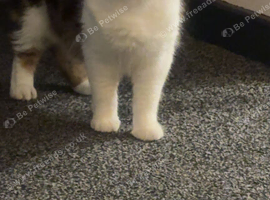 Female cat 2 year old