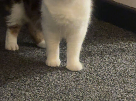 3 female kittens