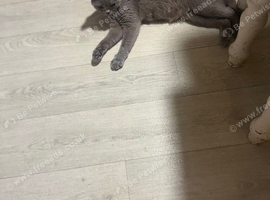 British shorthair kittens