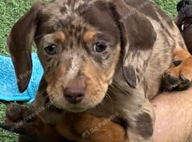 most gorgeous, beautiful dachshunds