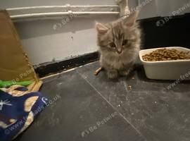 Maincoon cross persian
