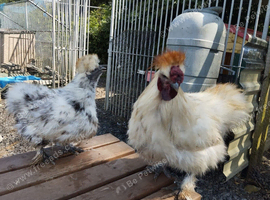 Silkies