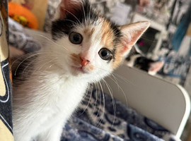 Calico kitten female