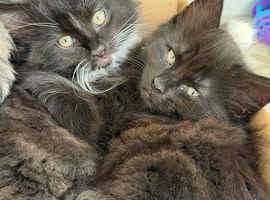 Kittens for Sale
