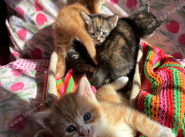 5 beautiful kittens
