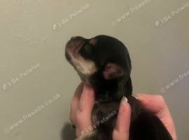 Schnocker pups miniature schnauzer x spaniel
