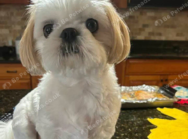 Adult Shih tzu.