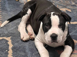 American bulldog