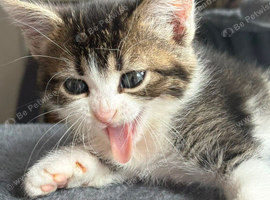 3 beautiful kittens ready to go!