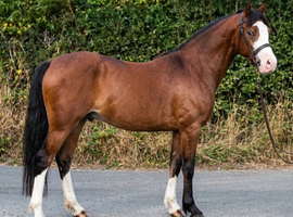 Registered Welsh Section C Gelding
