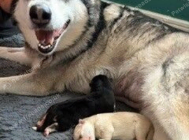 2 Husky puppies ready to loving homes.