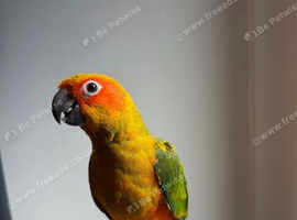 13 weeks old silly tame sun conure