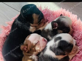 French bulldog puppies