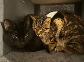2 cats looking for a forever home