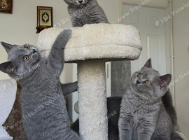 Three blue Britishshorthair kittens girls  for sale