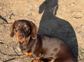 KC reg mini dachshund for stud