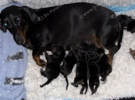 Dachshund puppys
