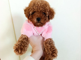 Female toy poodle