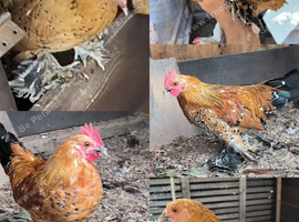 Gold Sablepoot bantam hen and rooster
