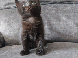 Beautiful 'Ghost Tabby' Black Female Kitten Looking For Her Forever Home