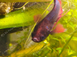 Lovely Crowntail Looking for Someone Who Is able to treat Him