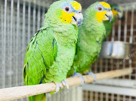 Amazon parrot