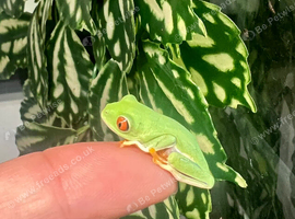 Red eye tree froglets