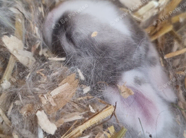Beautiful Harlequin Mini Lops