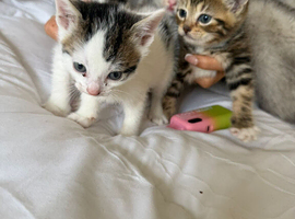 Kittens for sale