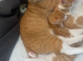 3 ginger kittens ready from the 15th