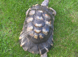 Adult male Marginated Tortoise x3