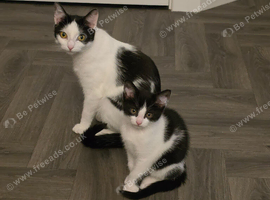 Kittens ready for their new mummy and/or daddy