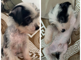 2 Chinese crested puppies