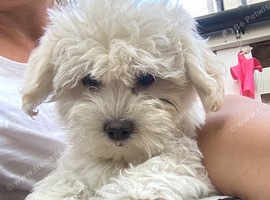 Bichon Frise puppies