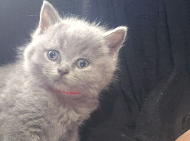 2 beautiful british short-hair kittens left