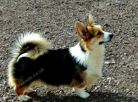 KC Pembroke Corgis