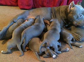 Blue English registered Staffy In Leeds