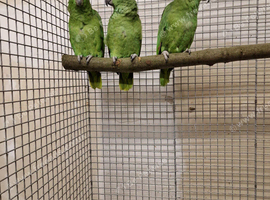 Baby Yellow Crowned Amazon's