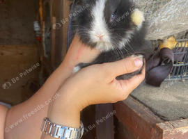 Lionhead babies 8 weeks old