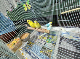 Baby rainbow and pied budgies for sale