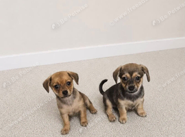 2 Gorgeous dameranian puppies Ready now