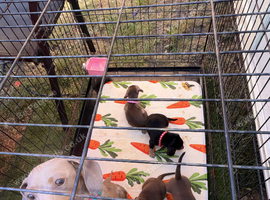 Miniature dachshund