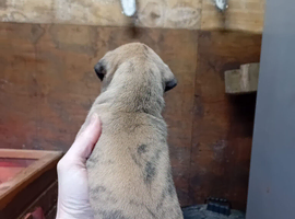 Beautiful bull whippet pups